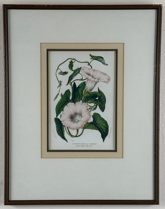 Van Houtte Botanical Print, Hedge Bindweed (Calystegia), 19th C Framed